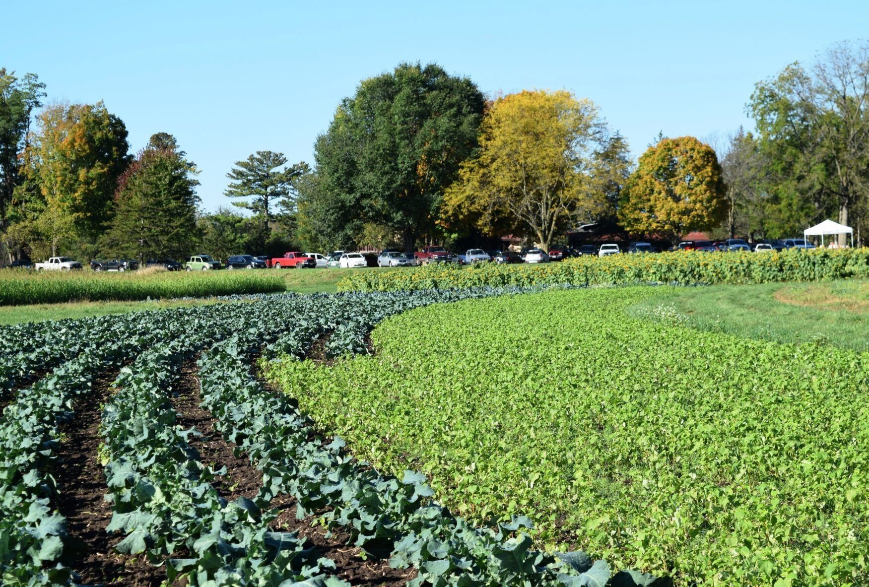 Vegetable crops at Fazenda Boa Terra